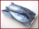 SA167 Tray of Fish on Ice