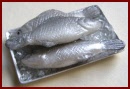 SA317 Tray of Fish on Ice