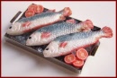 SA345 Tray of Fish on Ice