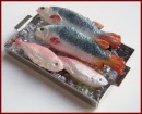 SA348 Tray of Fish on Ice