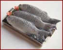 SA349 Tray of Fish on Ice